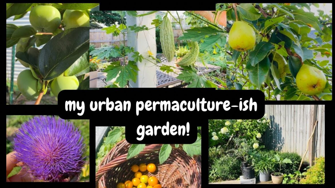 backyard garden walkabout with a frugal gardener- permaculture method- July heatwave-  zone 7