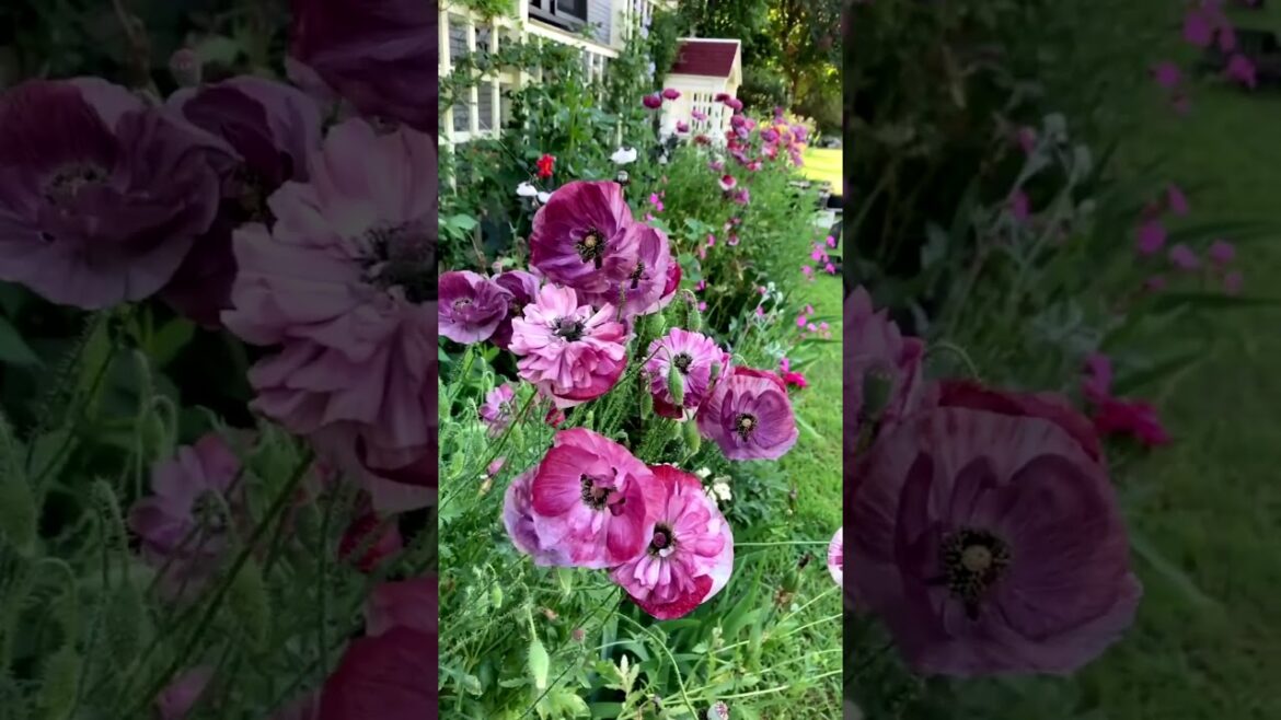 Beautiful plans nature flowers #flowers #nature #garden #amazingflower #birds #amazing #plantas Beautiful plans nature flowers #flowers #nature #garden #amazingflower #birds #amazing #plantas