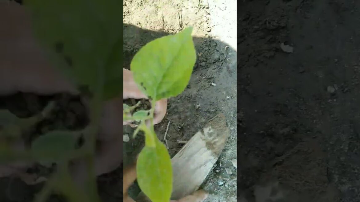 Stone apple/bael#garden #stoneapple #beal #plants #gardening #food #plants#shorts#trending #minivlog Stone apple/bael#garden #stoneapple #beal #plants #gardening #food #plants#shorts#trending #minivlog