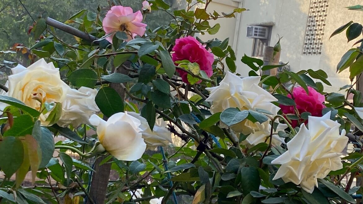 7 Tips for Growing Better Roses Like Pro Gardener 7 Tips for Growing Better Roses Like Pro Gardener