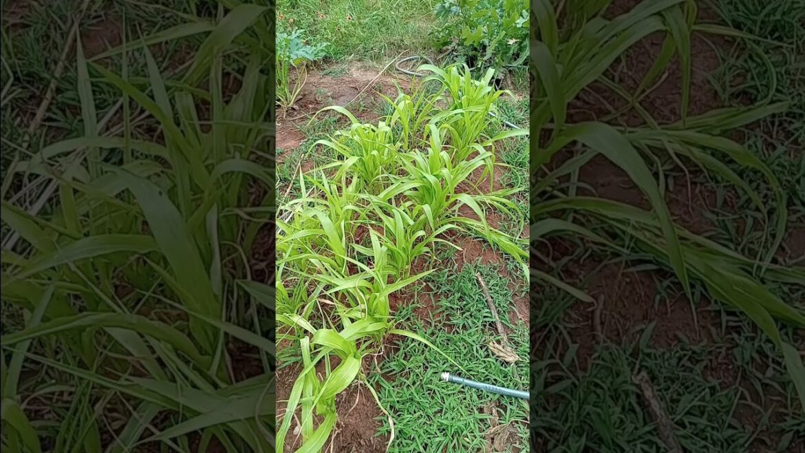July 16th My Popcorn Is Growing  #oklahomagardening #organicgardening #popcorn #vegetablegardening