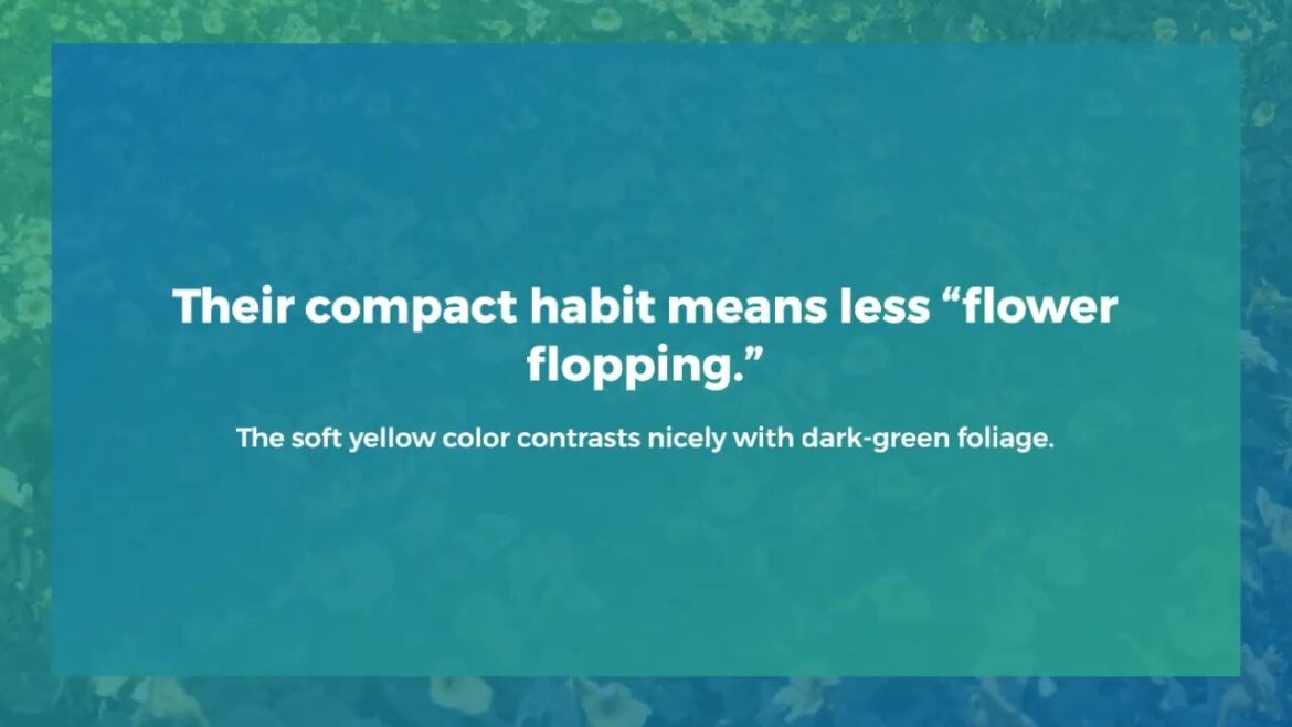 Nasturtium Baby Yellow horizontal