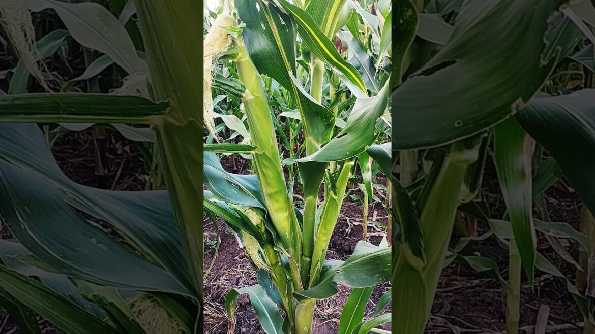 Happy farmer, amazing corn in farm #day65 #farming #corn#shortsvideo #shorts Happy farmer, amazing corn in farm #day65 #farming #corn#shortsvideo #shorts