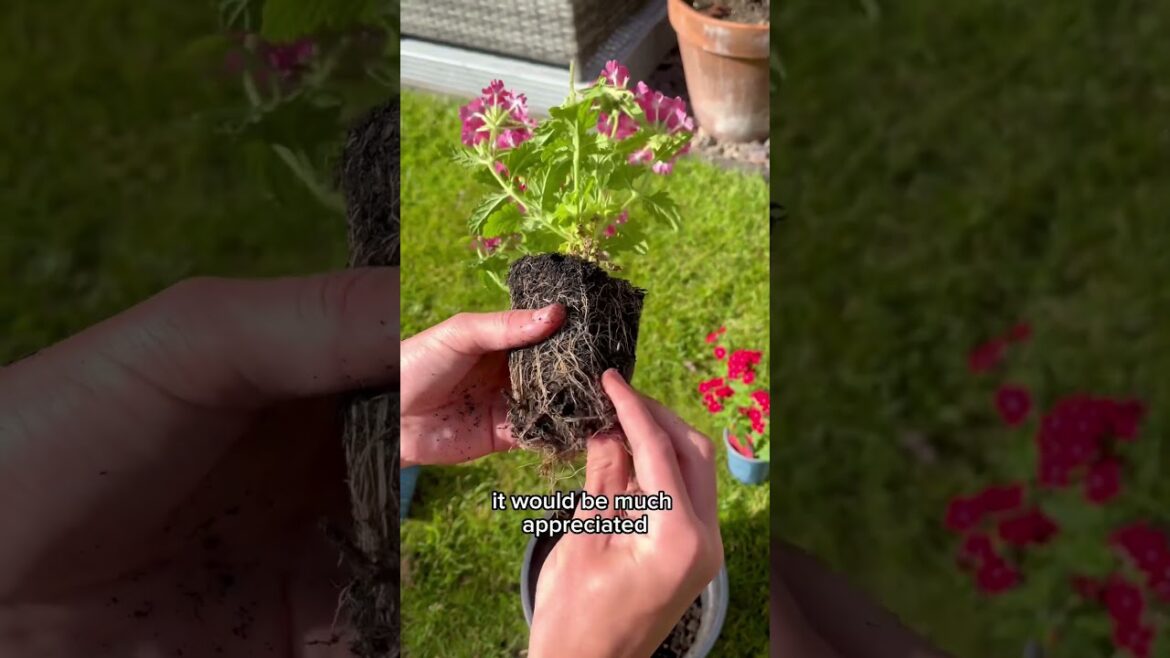 Planting out flowers - Tomos’ garden #summergarden #allotmentgarden #gardentips