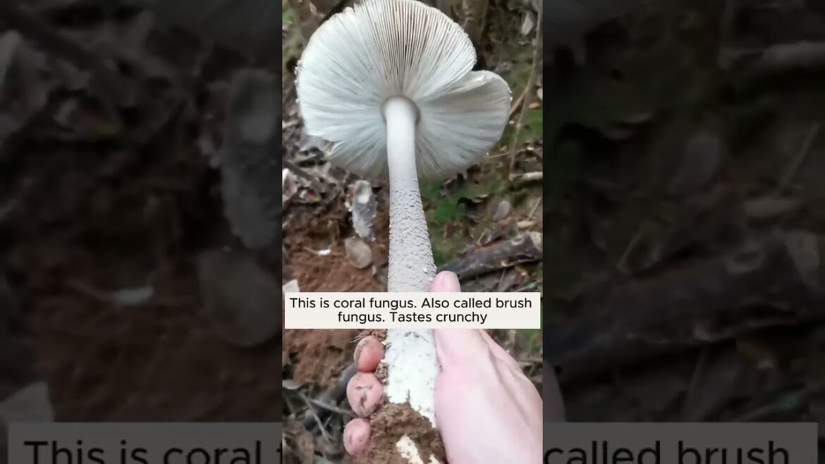 Some unique types of mushrooms 🍄