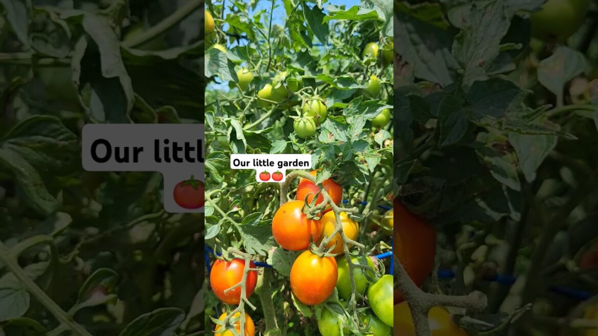 Growing tomato/little garden / #shorts /#tomato /#vegetablegardening