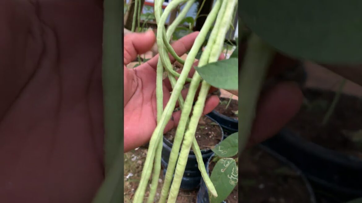 My routines day garden, Tips gardens/  Countryside Life by meimei #garden #meimeigarden