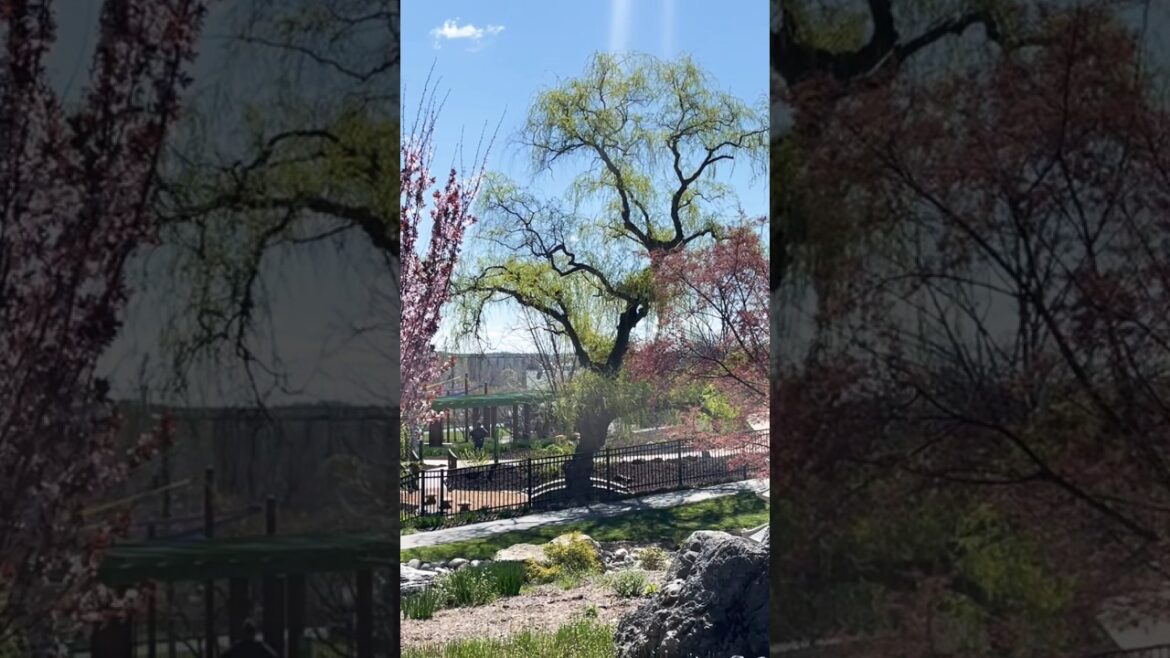 Stunning Trees in the Japanese Garden | The Hershey Gardens in Hershey, PA April 2024 #nature