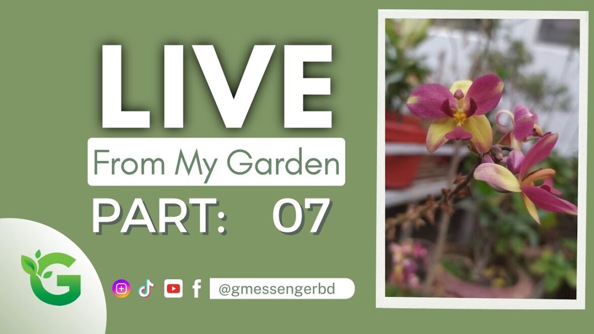 Live From My Garden:07 | Green Messenger | Garden Hub #plantcare #viral #diy #plants (12 July 2024) Live From My Garden:07 | Green Messenger | Garden Hub #plantcare #viral #diy #plants (12 July 2024)