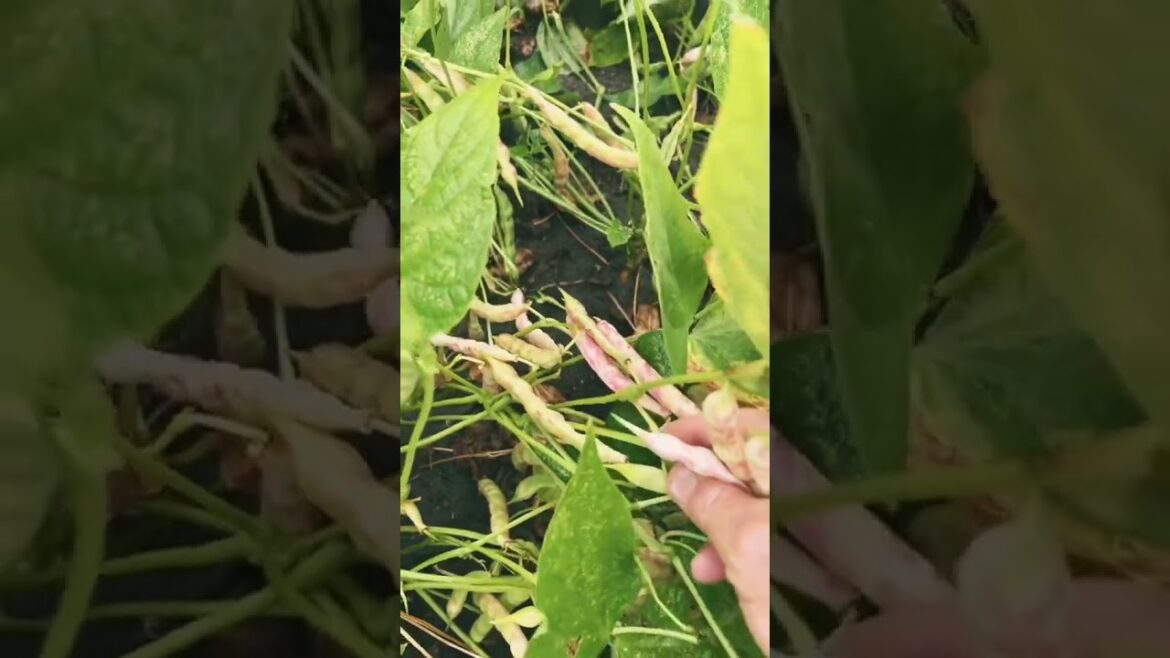 What Is An October Bean?? #growhoss #growyourownfood #gardeningtips