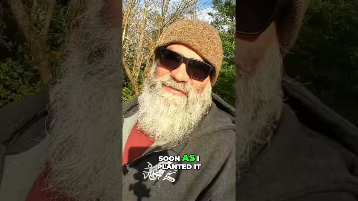 Do you want a successful spring garden #gardening #garden #homesteadgarden Do you want a successful spring garden #gardening #garden #homesteadgarden