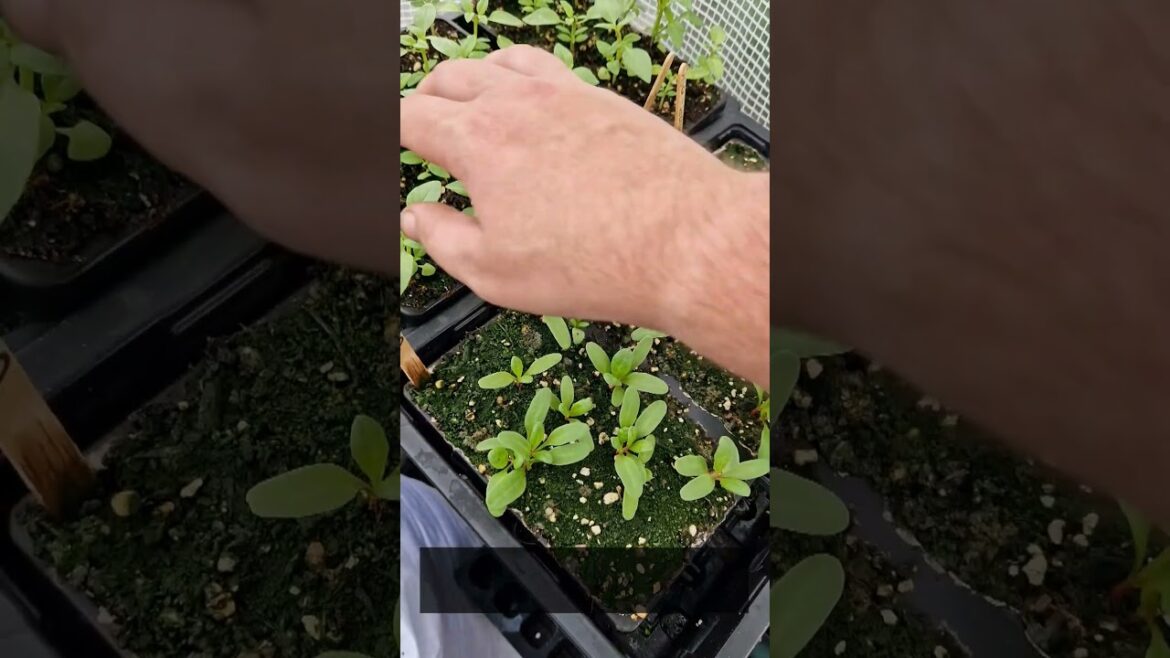 Greenhouse Tour #gardening #garden #allotment #growyourown