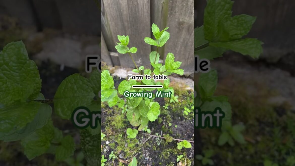 Mint #mint #growyourownfood#healthylifestyle #vegetablegardening #plantbased #homegardening #garden