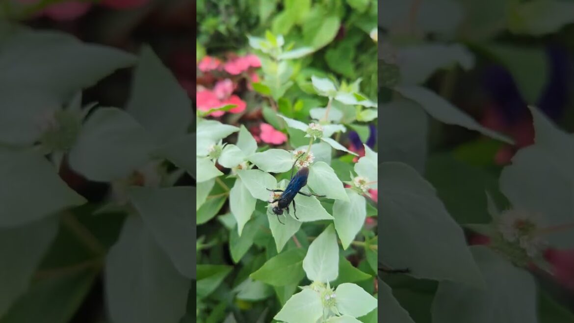 Do You Want to Improve your Landscapes?