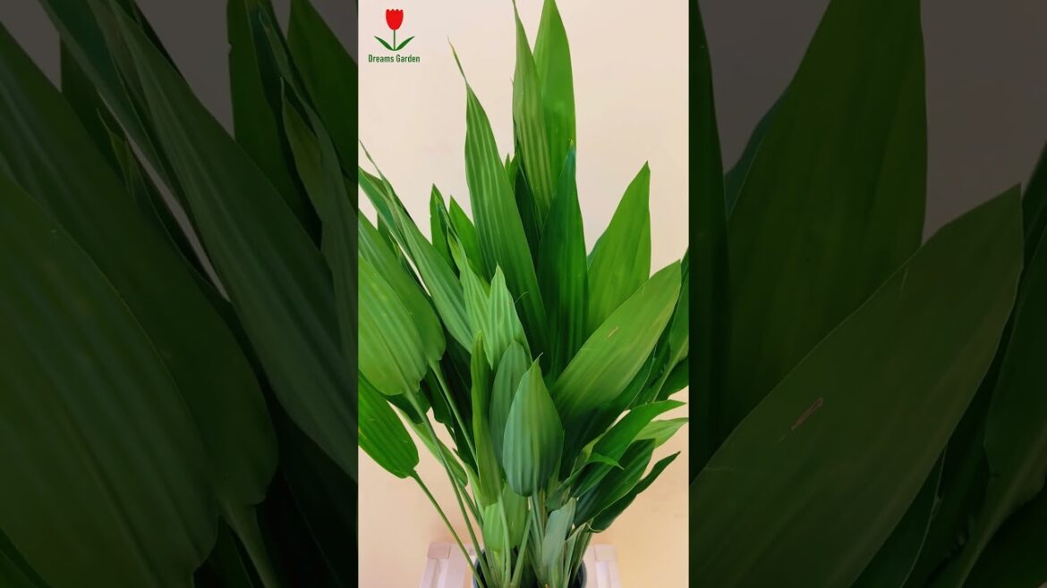 Aspidistra Elatior #plants #plantcare #indoorplants #gardening