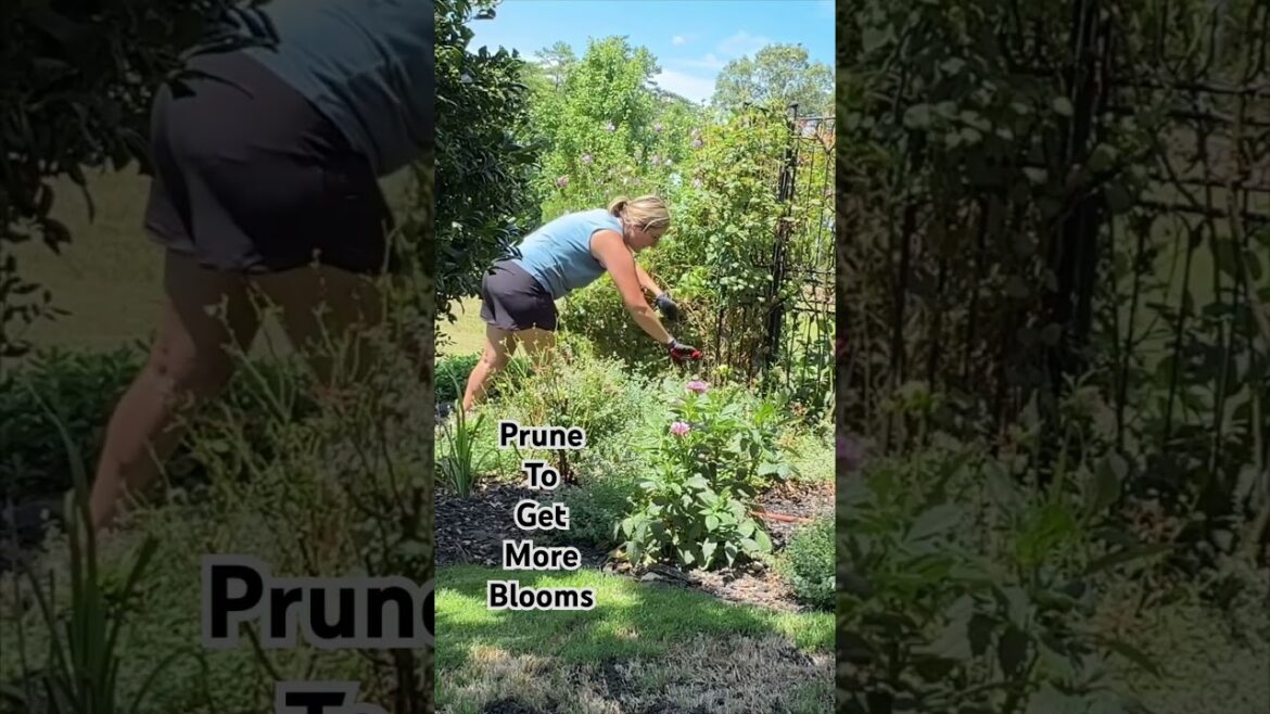 Prune to Get More Blooms!! #containergardening #garden #backyardgardens #pruning