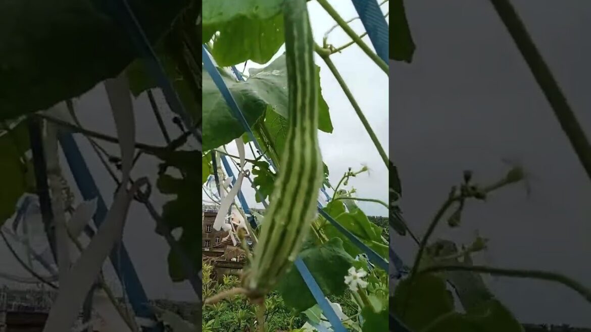 #shorts#vegetable#harvesting #trending #viral #shortvideos