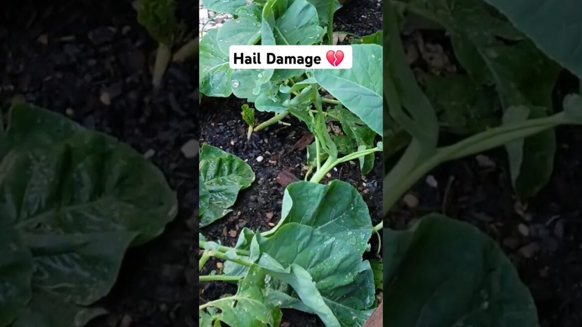 Hail Damage in Our Garden #gardenhacks #viralvideo #viralshorts #gardentips #gardening #garden #fyp