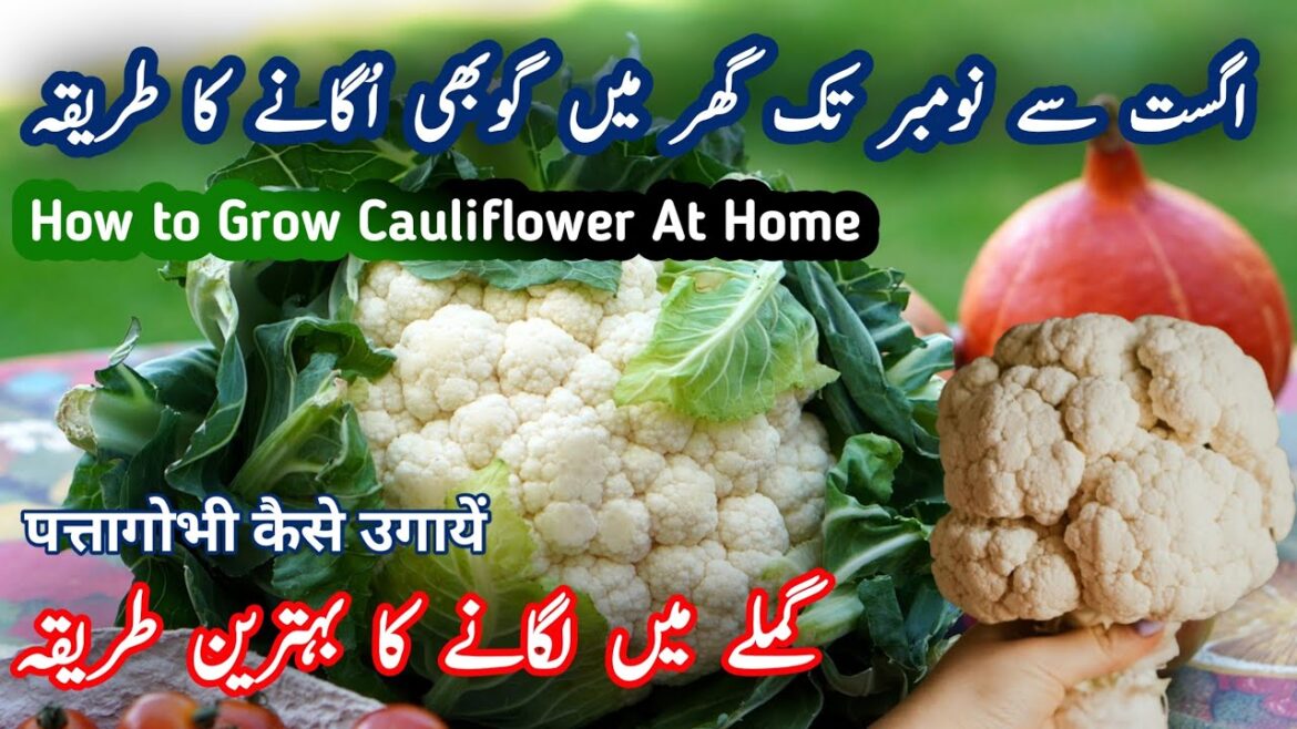 Cauliflowers Vegetable Grow In A Pot At Home in the Home Garden | Best Seasonal Vegetable