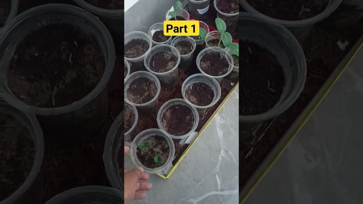 vegetable grow in July month..🌱🍅🍇 #gardening #terracegardning #vegetablegardening #shorts