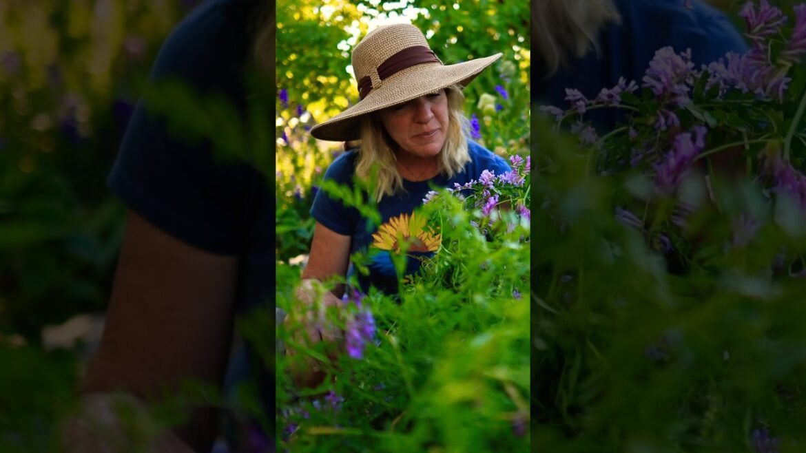 The BEST Cover Crop You Can Grow #gardening #pollinators