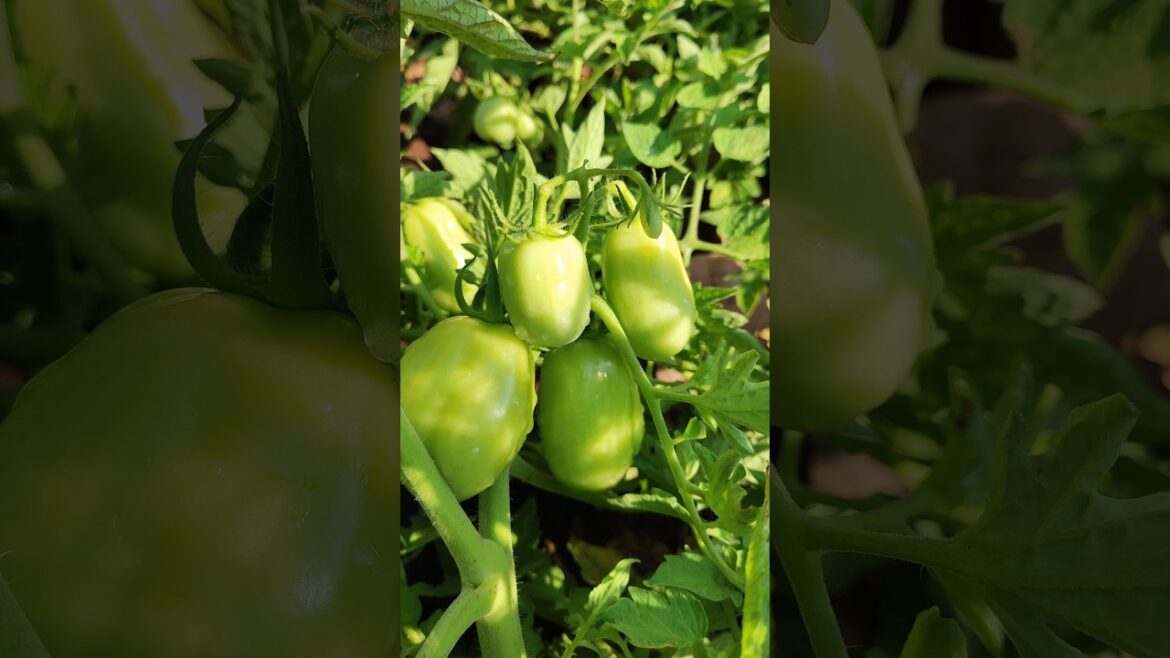 Green Tomato farming #gardening #trends #reels #tomato #vegetables