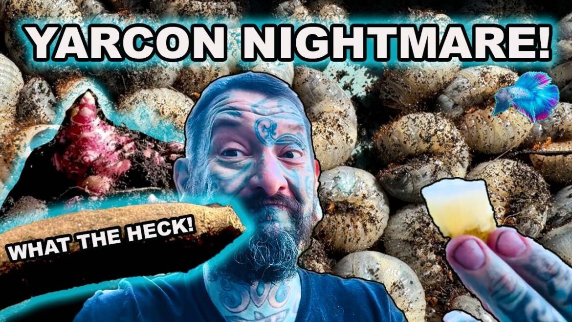 GROWING YACON AT HOME AND THIS HAPPENED!