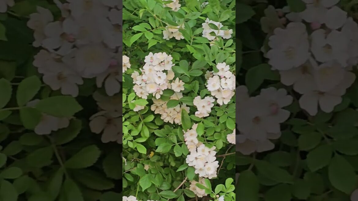 Japanese Roses #flowers !