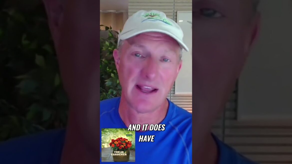 Easy Blooming Shrub Roses