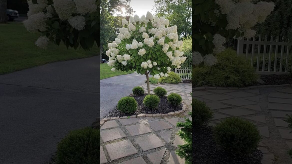 Beautiful GARDEN ideas