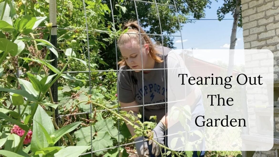 Planning For The Fall Garden In Zone 9A | July Gardening In Central Texas