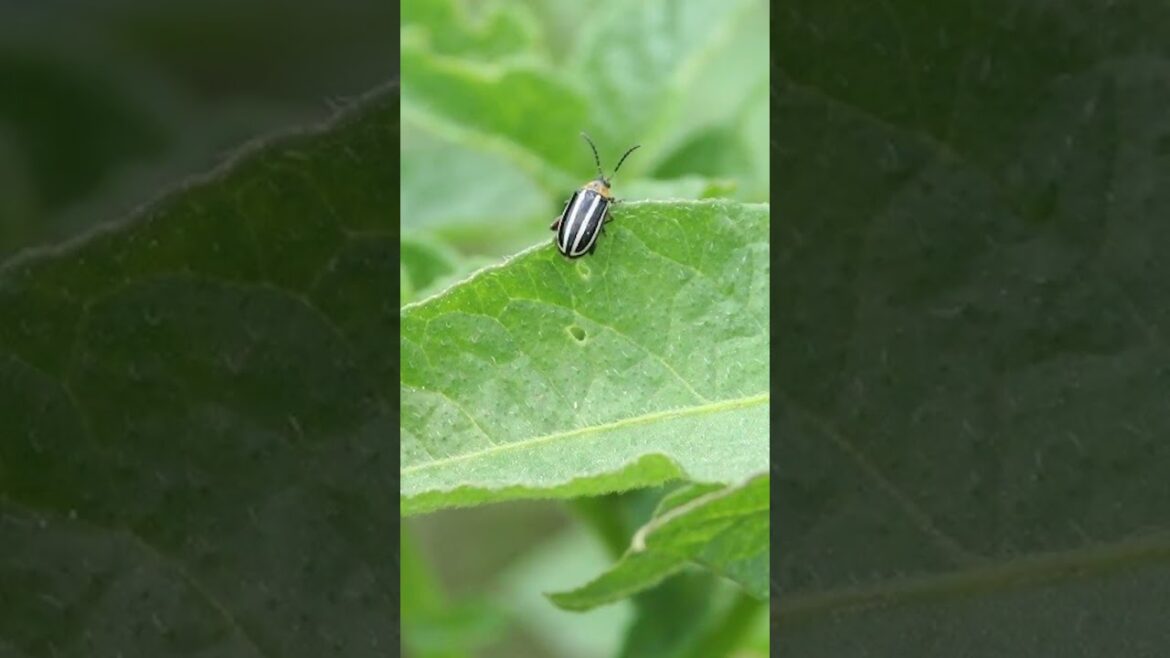 Amaranth and Pigweed Flea Beetles Amaranth and Pigweed Flea Beetles