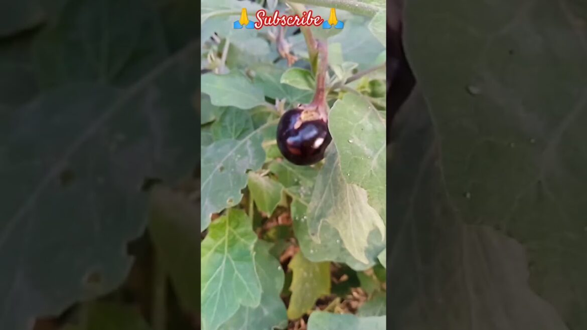 My home garden tour... #@annusehrawat7211 #food #cooking #gardening #gardeningtips #pls subscribe