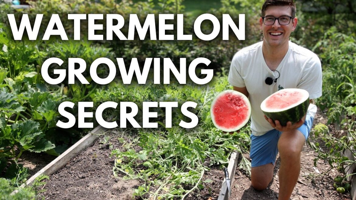 Everything I Wish I Knew About Watermelons As a Beginning Gardener