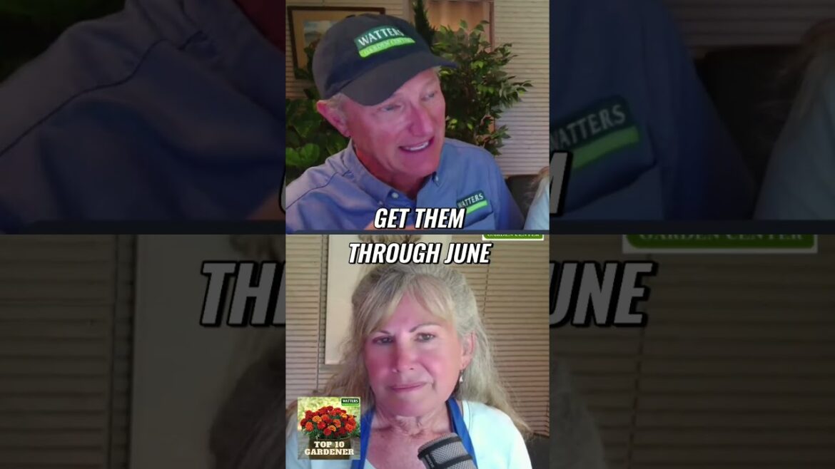 Why Are Your Plants Yellow_ Tips for Healthy Growth