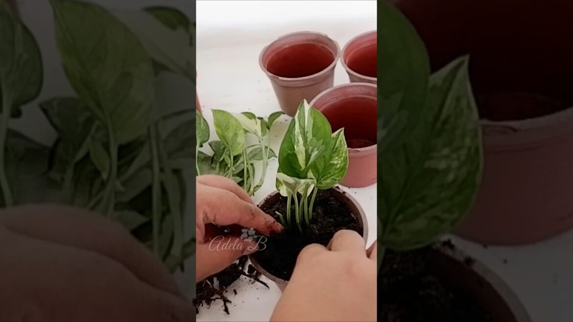 Njoy Pothos Propagation in Soil by Dividing the Roots with Results