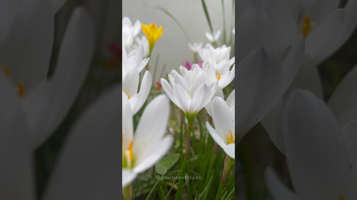 The garden in blooming👌👩🌾 #garden #gardening #flowers #viral #shortsviral #shorts The garden in blooming👌👩🌾 #garden #gardening #flowers #viral #shortsviral #shorts