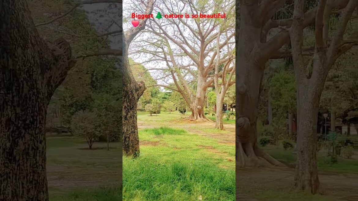 #naturelovers #gardening #nature #love#trends #shortsvideo #viral#pauvkijutinahi #romanticmusic