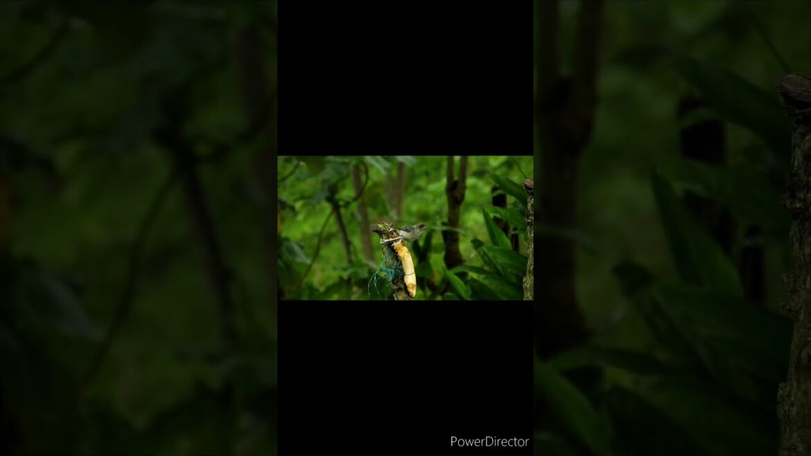 Beautiful View Of Garden #shortsviral