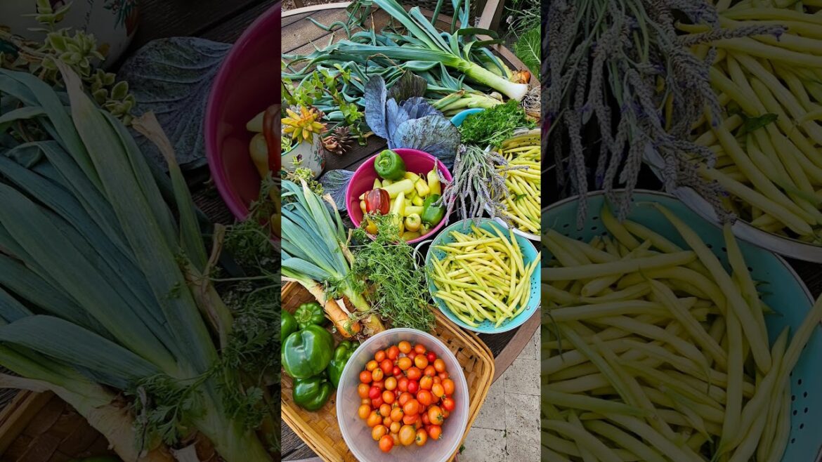 $99 Garden Sale! Best Container Garden! Best Patio Garden #vertical #garden #gardening $99 Garden Sale! Best Container Garden! Best Patio Garden #vertical #garden #gardening