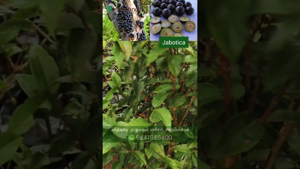 நம்ம ஊரில் வளரக்கூடிய ஜபோடிகாபா பழம் | Grow Your Own Exotic Jaboticaba Fruit in Your Garden! 🌱🍇