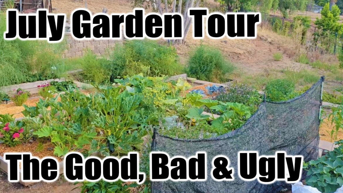 California Garden TV: july garden tour july garden tour