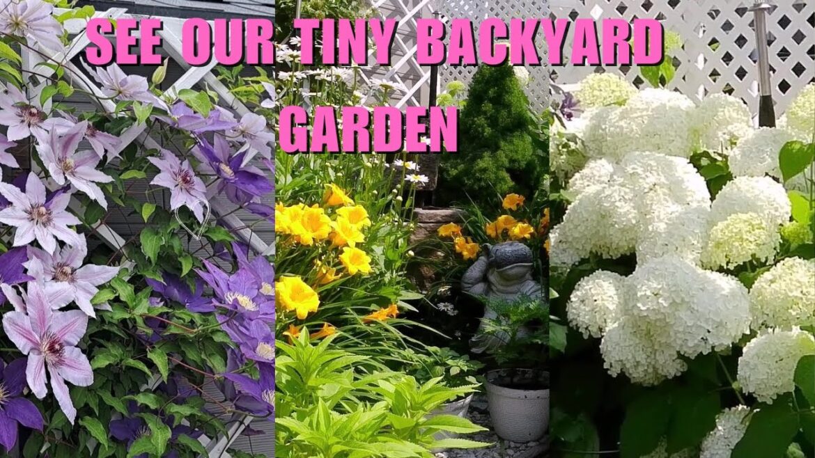 TINY BACKYARD GARDEN TRANSITION FROM SPRING TO FALL | PLANTS AND FLOWERS WITH NAME #garden #flowers TINY BACKYARD GARDEN TRANSITION FROM SPRING TO FALL | PLANTS AND FLOWERS WITH NAME #garden #flowers