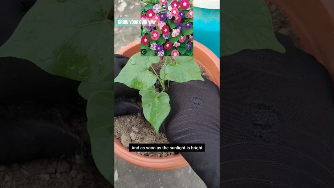 Morning glory flowers#Container gardening