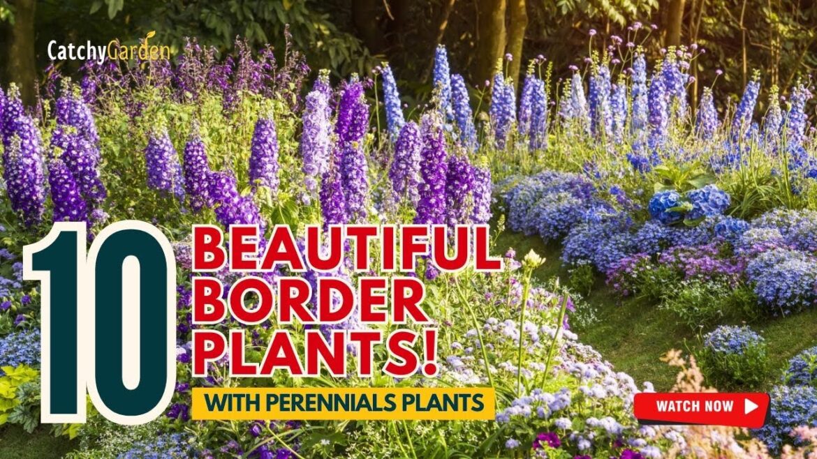 10 BEST PERENNIALS for BEAUTIFUL BORDER PLANTS! 🌻🌸🌿🌼 // Gardening Ideas