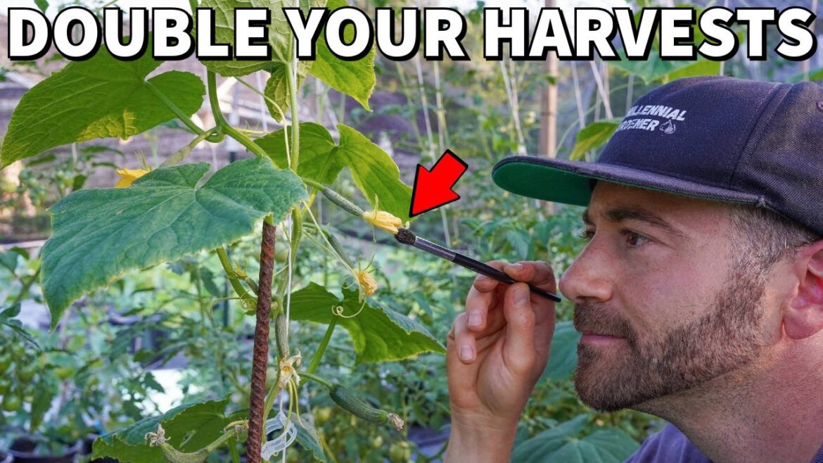 DOUBLE Your CUCUMBERS, SQUASH And MELONS With This Simple Trick!