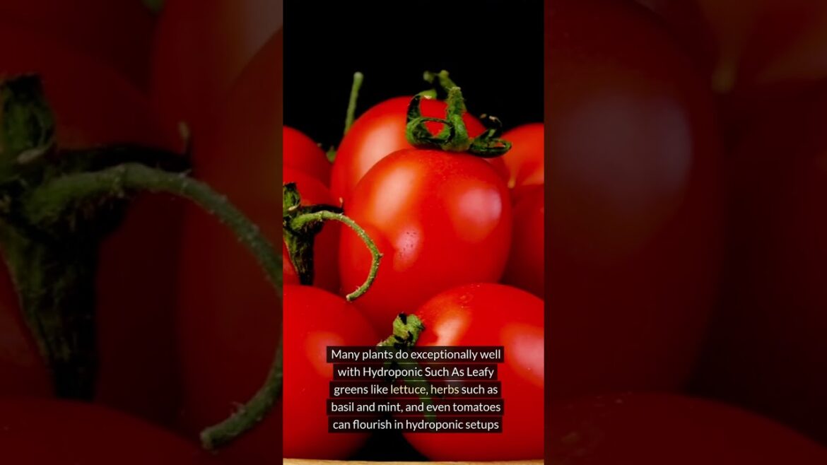 Hydroponic Indoor Gardening For Beginners #gardeningforbeginners #shorts