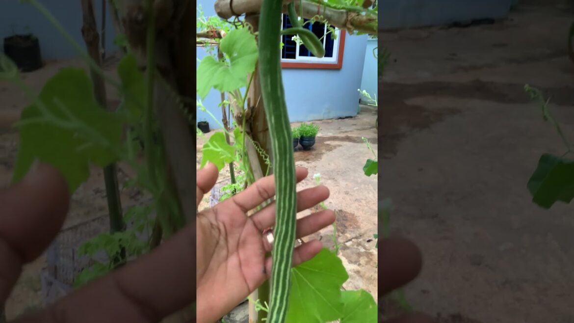 My routines day garden, Tips gardens/  Countryside Life by meimei #garden #meimeigarden