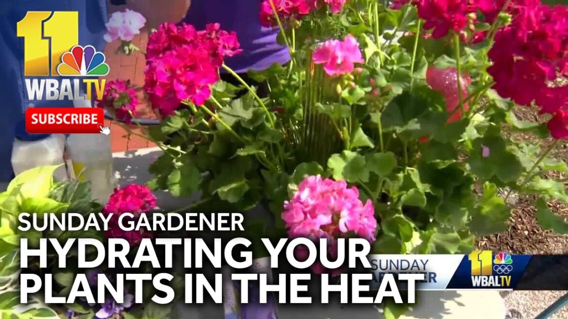 Sunday Gardener: Keeping your plants hydrated in summer heat