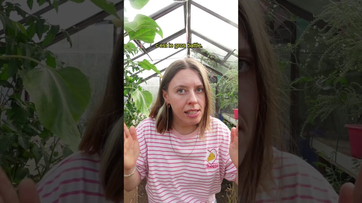 Pour ou contre les gourmands de tomate ?